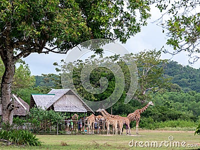 Giraffe at Calauit Safari Park Editorial Stock Photo