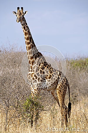 Giraffe camelopardalis Stock Photo