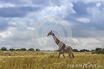 Giraffe camelopardalis Stock Photo