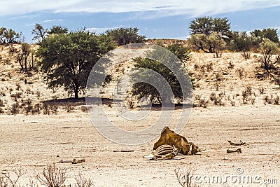 Giraffe carcasse in dryland Nossob riverbed Stock Photo