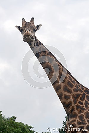 Giraffe Stock Photo