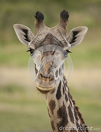 Giraffe Stock Photo