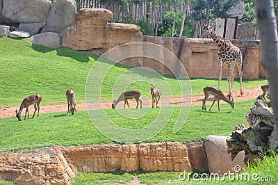 Giraffe with deers Stock Photo