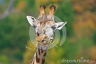 Giraffe eating Stock Photo