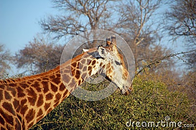 Giraffe eating Stock Photo