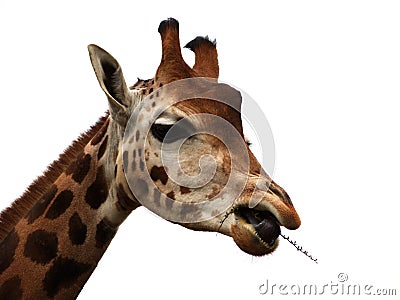 Giraffe Eating Stock Photo