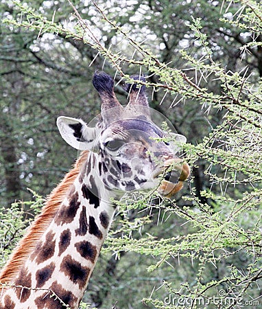 Giraffe eating acacia tree Stock Photo