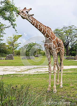 Giraffe eating from bush in the zoo Stock Photo