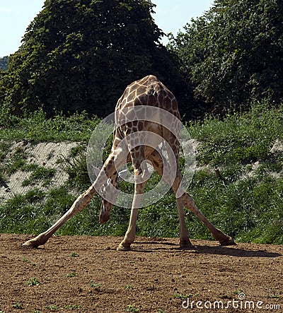 Giraffe Eating at Cotswold wildlife park Stock Photo
