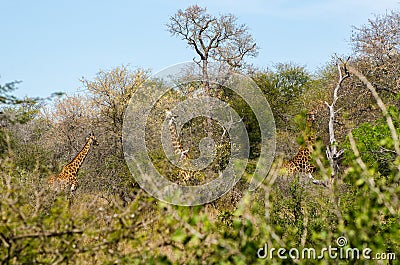 Giraffe eating leaves of the tree. South Africa safari animals. Stock Photo