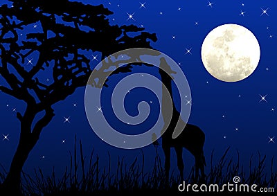Giraffe eating in moonlight Stock Photo