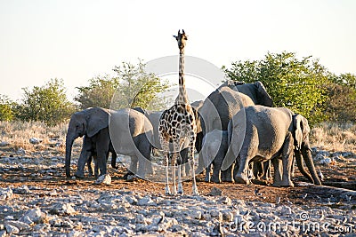 Giraffe and elephants Stock Photo