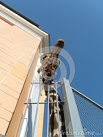 A giraffe with an elongated long spotted neck peeks out of the enclosure at the zoo. The head of a large hoofed African animal Stock Photo