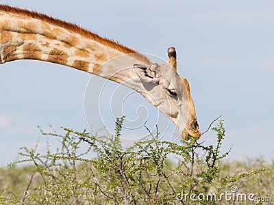 Giraffe in Etosha, Namibia Stock Photo