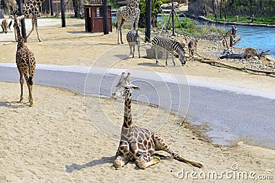 Giraffe Stock Photo