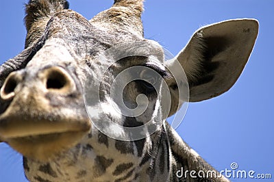 Giraffe face Stock Photo