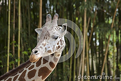 Giraffe face close up and turning towards the viewer with bamboo in background Stock Photo