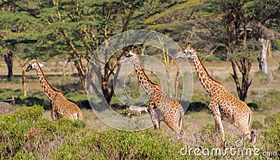 Jiraffe family in African savannah bush Stock Photo