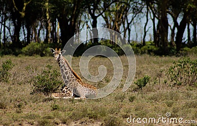 Africa wildlife, jiraffe in savanna Stock Photo