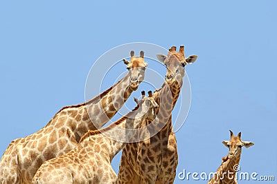 Giraffe family baby isolated blue sky, Africa Stock Photo