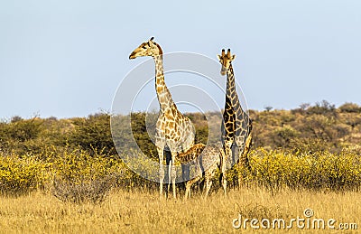 Giraffe family with baby giraffe drinking milk Stock Photo