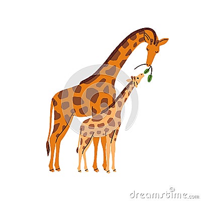 Giraffe family. Mother animal feeding cute funny little cub, kid. Wild jungle mom and child eating together. Adorable Vector Illustration
