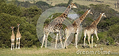 Giraffe family with two tiny babies Stock Photo