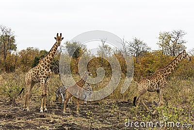 Giraffe family and zebras Kruger NP Stock Photo