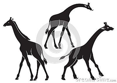 Giraffe Vector Illustration