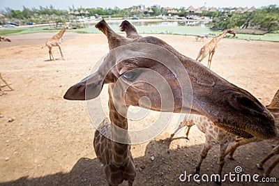 Giraffe with friendly acting Stock Photo