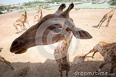 Giraffe with friendly acting to camera Stock Photo