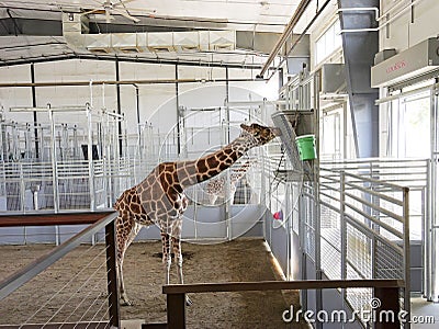 Giraffe & Friends Exhibit at the Topeka Zoo Editorial Stock Photo