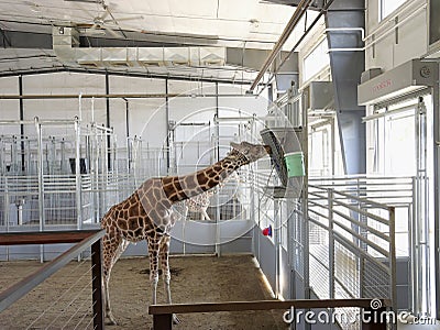 Giraffe & Friends Exhibit at the Topeka Zoo Editorial Stock Photo