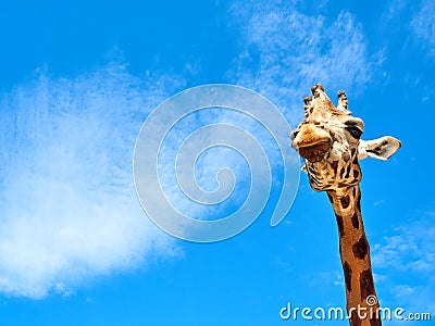 Giraffe frontal portrait looking closeup Stock Photo