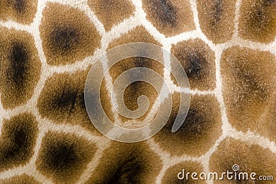 Giraffe fur Stock Photo