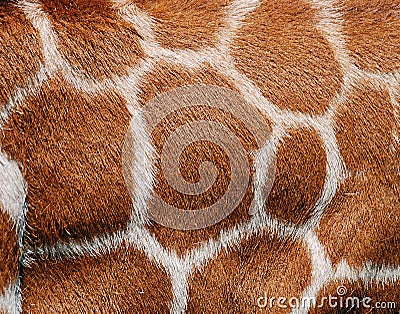 Giraffe Fur Texture - Fine Detail Stock Photo