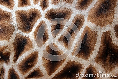 Giraffe fur Stock Photo