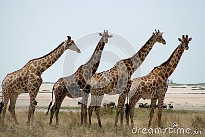 Giraffe Gang Stock Photo