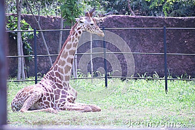 even toed ungulate mammals candid Stock Photo