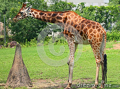 The giraffe (Giraffa camelopardalis) is an African even-toed ungulate mammal Stock Photo