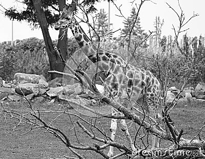 The giraffe (Giraffa camelopardalis) is an African even-toed ungulate mammal Stock Photo