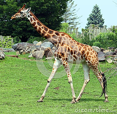 The giraffe (Giraffa camelopardalis) is an African even-toed ungulate mammal Stock Photo