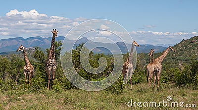 Giraffe Giraffa camelopardalis family herd standing in the wild bush with mountains background Stock Photo