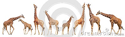 Giraffe (Giraffa camelopardalis) Stock Photo