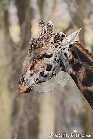 Giraffe - Giraffa camelopardalis Stock Photo