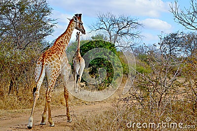 Giraffe Giraffes Escaping Africa Savanna Stock Photo