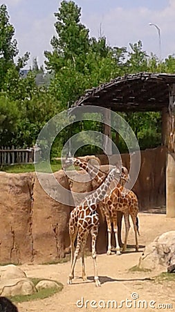 Giraffe habitat zoo animal neck Stock Photo
