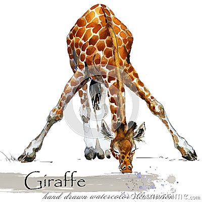 Giraffe hand drawn watercolor illustration Cartoon Illustration