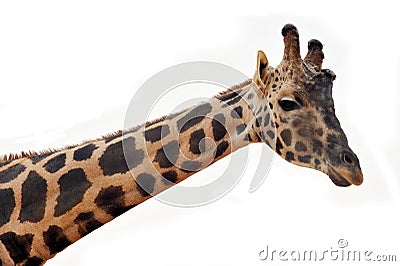 Giraffe head Stock Photo