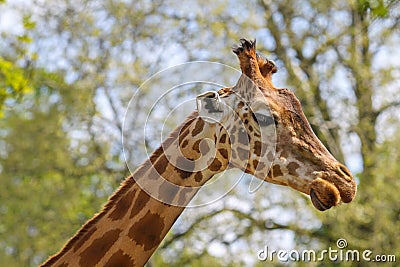 Giraffe head close-up, Dresden Zoo Editorial Stock Photo